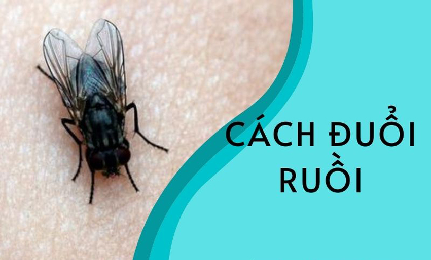 8 cách đuổi ruồi ra khỏi nhà cực hiệu quả - LAVADA